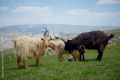 Mountain goats with big horns in the mountains of Dagestan
