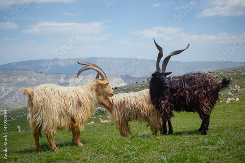 Mountain goats with big horns in the mountains of Dagestan