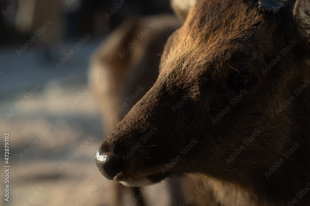 Fototapeta premium 日本・宮島 厳島・鹿の顔
