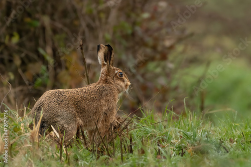 European or brown hare (Lepus europaeus) looks out across a field, UK nature scene © Alex Cooper