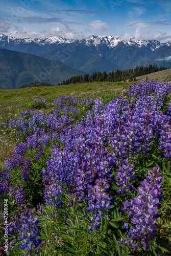 USA, Washington State, Olympic National Park. Lupine flowers in mountain meadow.