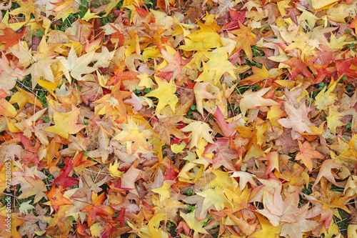hojas secas caidas sobre la hierba otoño 4M0A7545-as21 photo