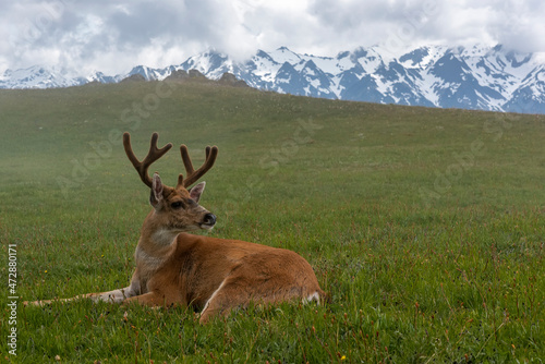 USA, Washington State, Olympic National Park. Resting blacktail deer buck and mountain landscape.