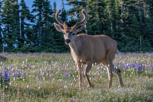 USA, Washington State, Olympic National Park. Blacktail deer buck close-up.