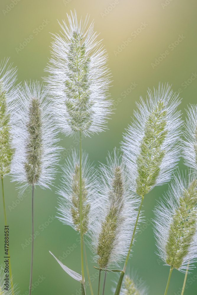 USA, Washington State, Seabeck. Grass seed-heads close-up. USA, Washington State, Seabeck. Grass seed-heads close-up.