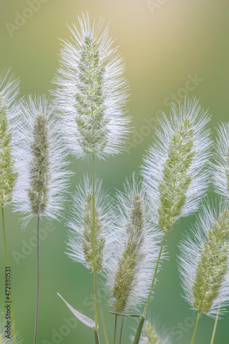 USA, Washington State, Seabeck. Grass seed-heads close-up.