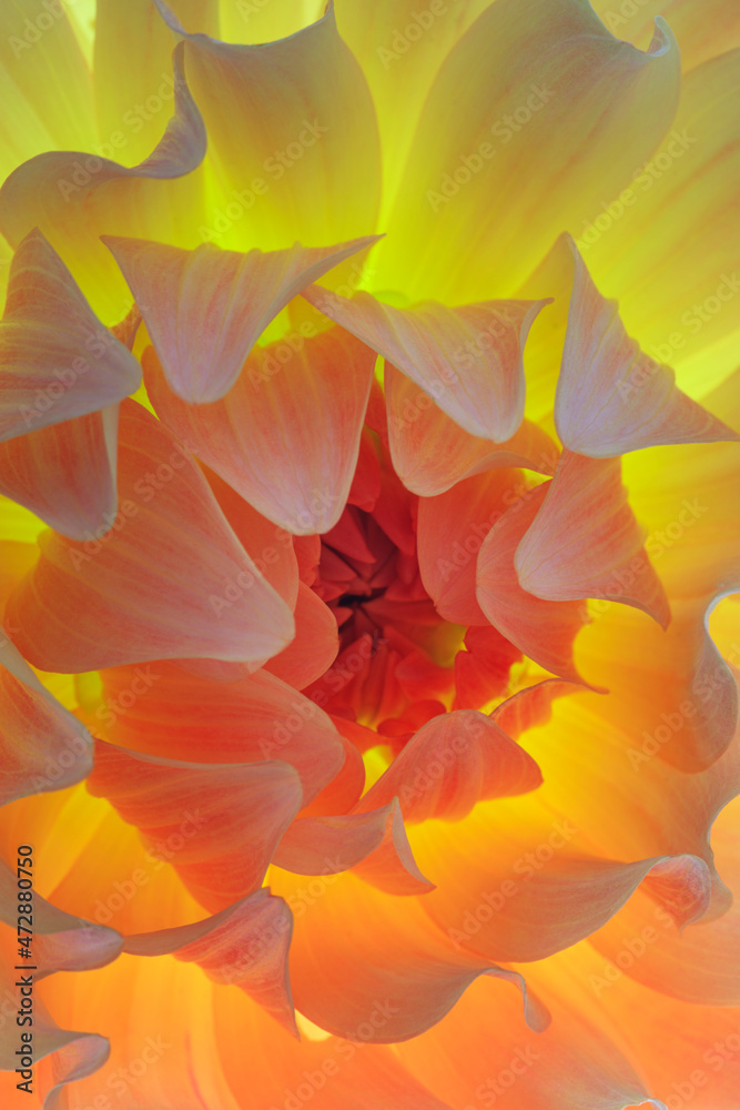 USA, Washington State, Seabeck. Dahlia blossom close-up. USA, Washington State, Seabeck. Dahlia blossom close-up.