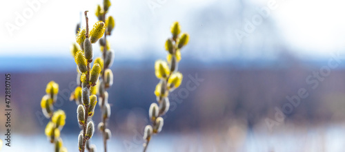 Willow branch with catkins near the forest and river on a blurred light background. Easter background © Volodymyr