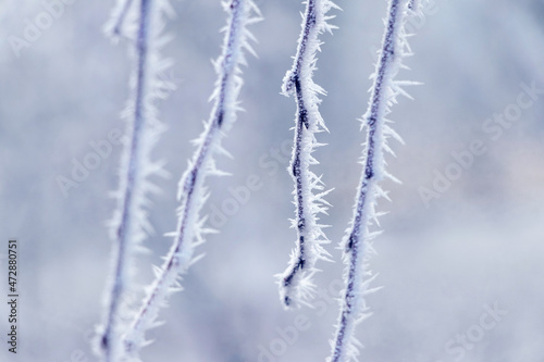 Frost covered tree branches on a light blurred background