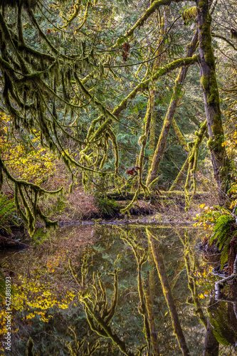 USA  Washington State  Seabeck  Guillemot Cove Nature Reserve. Moss-covered trees in autumn.