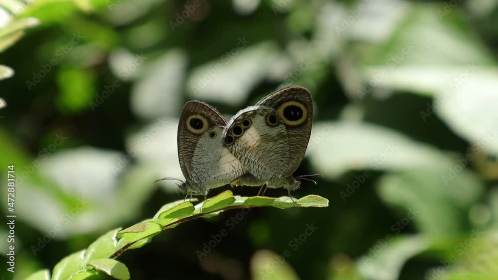 Extreme close up pair of White four ring butterflies mating on top of a frond leaf Extreme close up pair of White four ring butterflies mating on top of a frond leaf