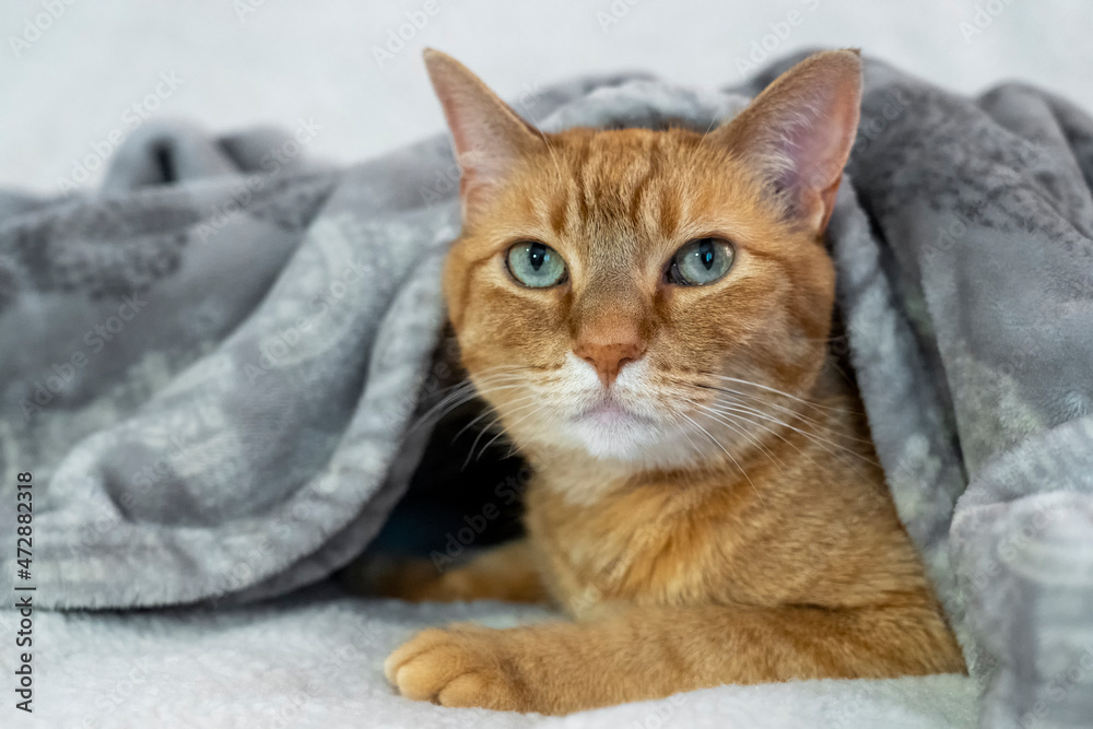 Orange tabby domestic shorthair cat. 