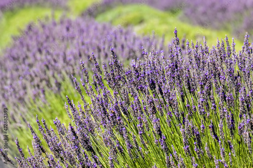 Obraz premium San Juan Island, Washington, USA. Lavender Farm.