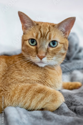 Orange tabby domestic shorthair cat. 