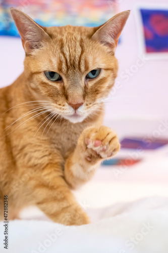 Orange tabby domestic shorthair cat. 