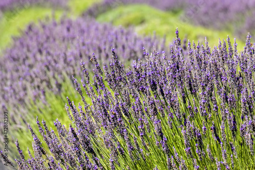 San Juan Island  Washington  USA. Lavender Farm.