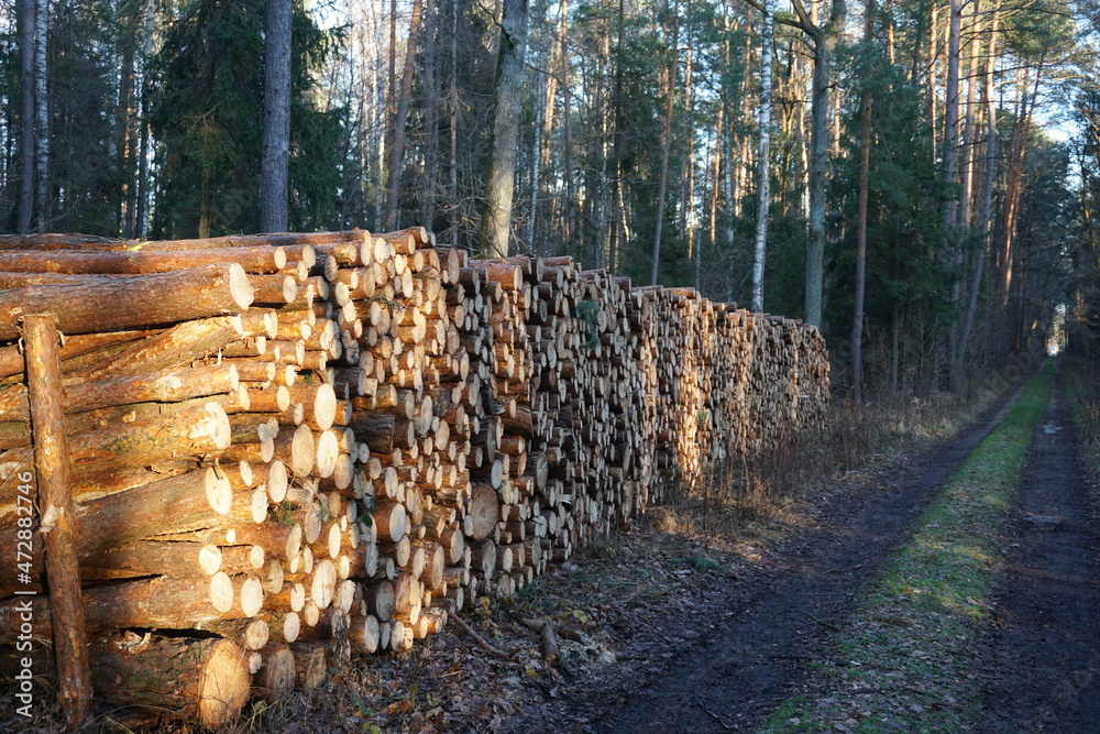 Ścięte drewno przy ścieżce