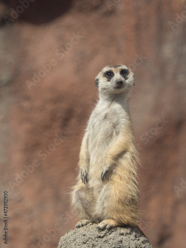 Usa, Washington State, Tacoma, Point Defiance Zoo, meerkat photo
