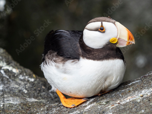Usa, Washington State, Tacoma, Point Defiance Zoo, puffin photo