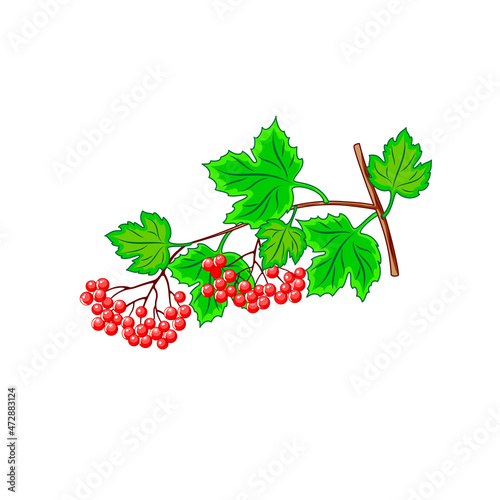 Flat illustration of guelder rose on white background. Two branch of red viburnum and several green leaves. Idea for poster, sticker, children's book, web design and so on.