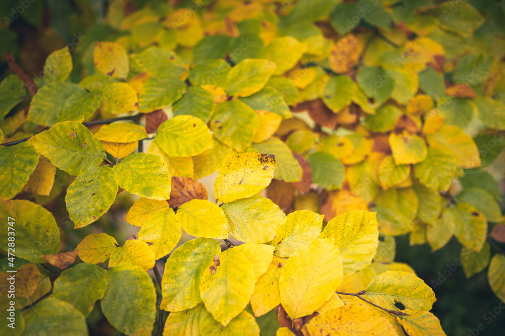 Herbstfarben der Blätter Herbstfarben der Blätter