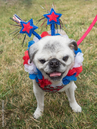 Photography Usa, Washington State, Bellevue, Annual 4th of July celebration for dogs and own