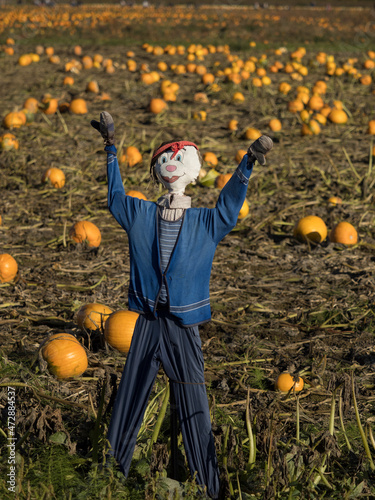 Usa, Washington State, Carnation, scarecrow in pumpkin field Halloween photo