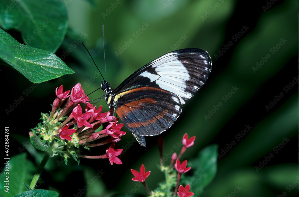 Washington State, Seattle. Butterfly, Tri-color, feeding on flower Washington State, Seattle. Butterfly, Tri-color, feeding on flower