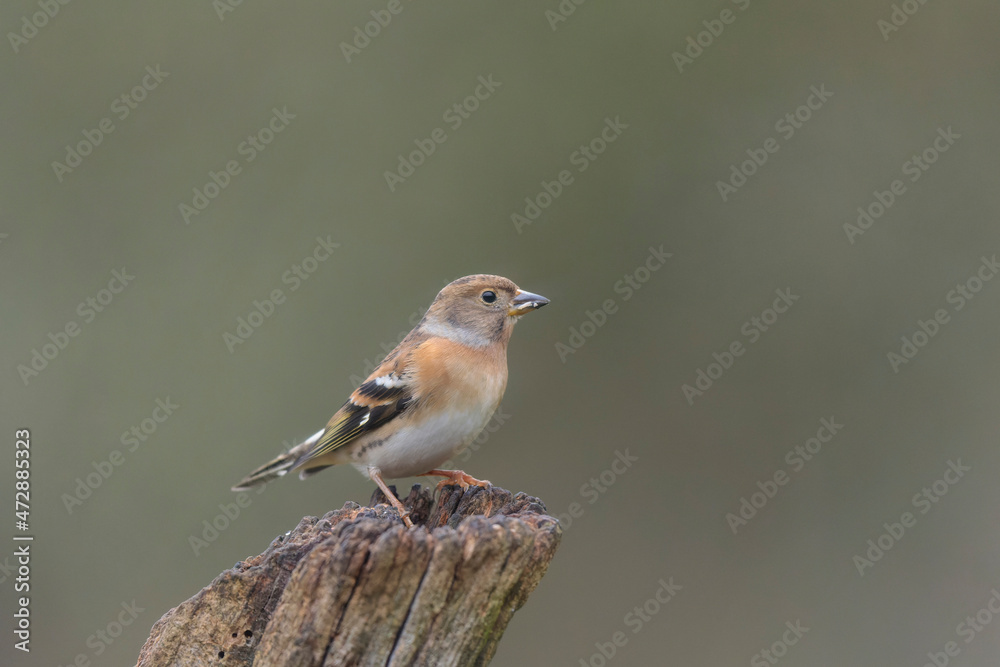 Brambling Fringilla montifringilla during a cold winter period in France Brambling Fringilla montifringilla during a cold winter period in France