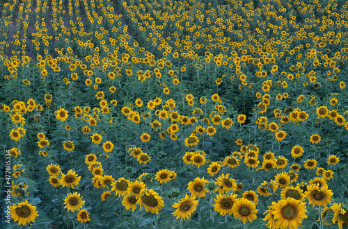 Washington State, Lincoln County, near Harrington, sunflower field in bloom photo