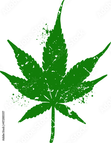 Cannabis leaf isolated on white