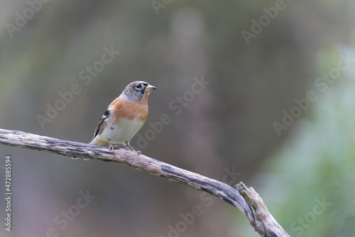 Brambling Fringilla montifringilla during a cold winter period in France 