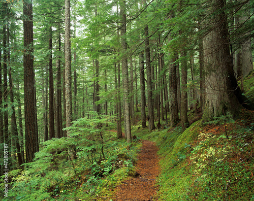 Washington State, Mount Rainier National Park, Trail through forest of fir trees