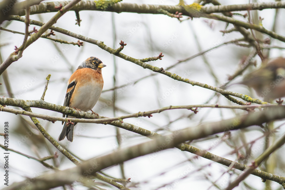 Naklejka premium Brambling Fringilla montifringilla during a cold winter period in France