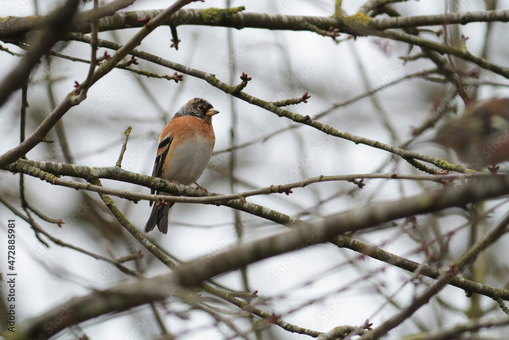 Brambling Fringilla montifringilla during a cold winter period in France Brambling Fringilla montifringilla during a cold winter period in France