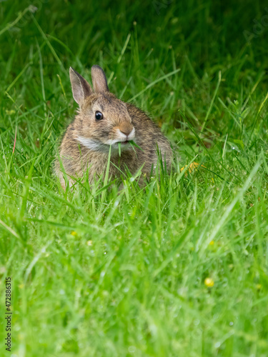Washington State. Eastern cottontail, baby rabbit, eating grass © Danita Delimont