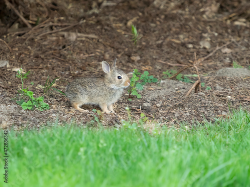 Washington State. Eastern cottontail, baby, three weeks old