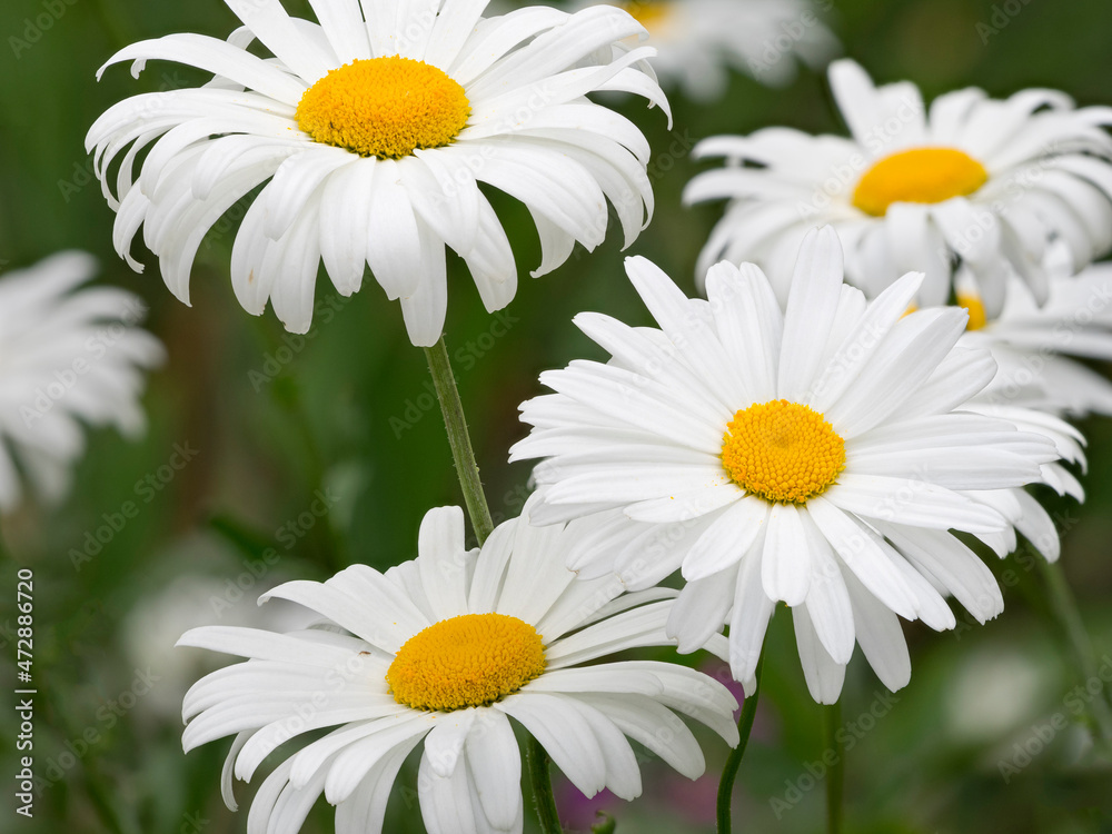 Fototapeta premium Washington State. Oxeye daisy