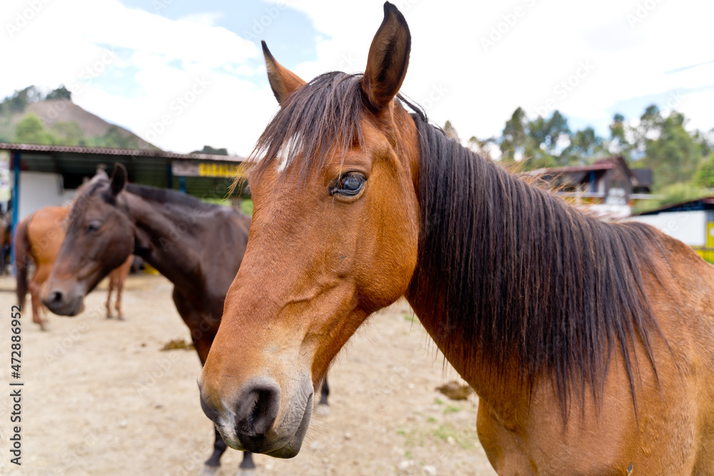 Naklejka premium Horizontal view of couple of horses on countryside ranch. Horizontal side view of brown horses eating grazing in the meadow. Animals concept.