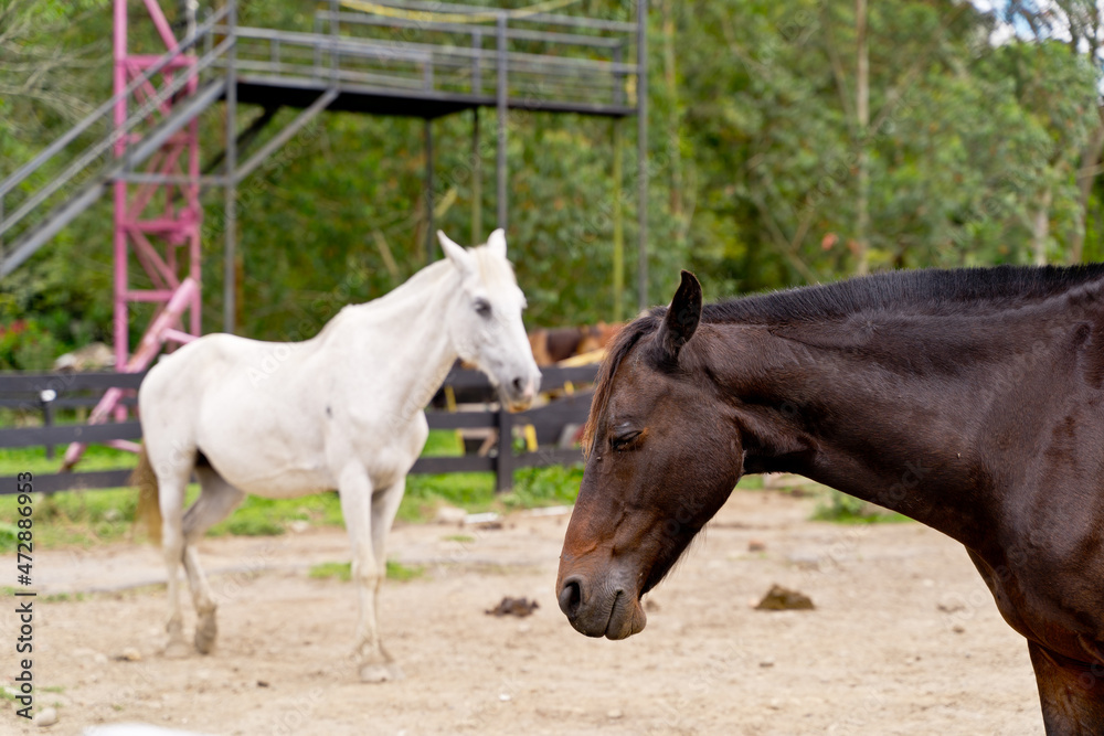 Fototapeta premium Horizontal view of couple of horses on countryside ranch. Horizontal side view of black and white horses eating grazing in the meadow. Animals concept.