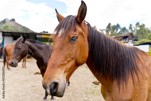 Horizontal view of couple of horses on countryside ranch. Horizontal side view of brown horses eating grazing in the meadow. Animals concept.