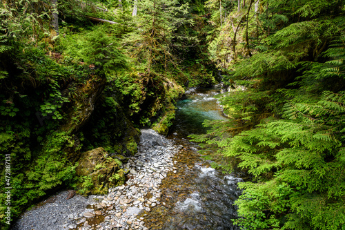 Quinault River from Pony Bridge  Quinault River Trail  Olympic National Park  Washington State.