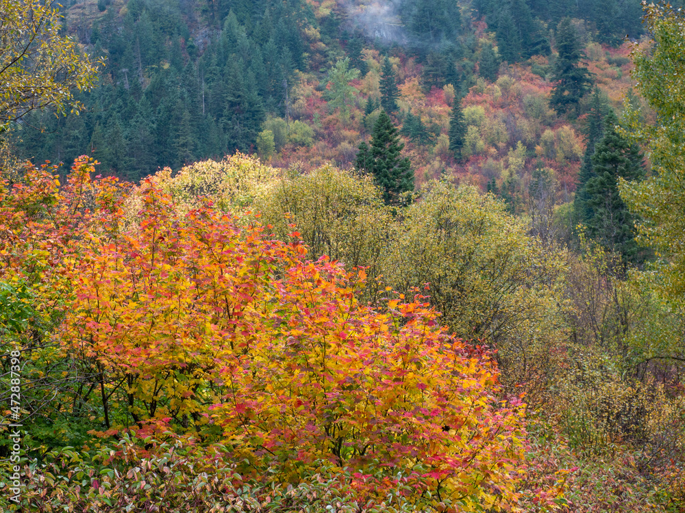 Details, fall nature in Cascade Mountains of Washington near the Wenatchee River, vine maple in fall color Details, fall nature in Cascade Mountains of Washington near the Wenatchee River, vine maple in fall color