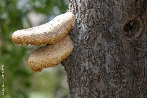 Close up of fungi on an apple tree