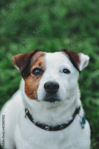 Portrait of Small Jack Russell terrier on green grass in natural park © Alex Vog