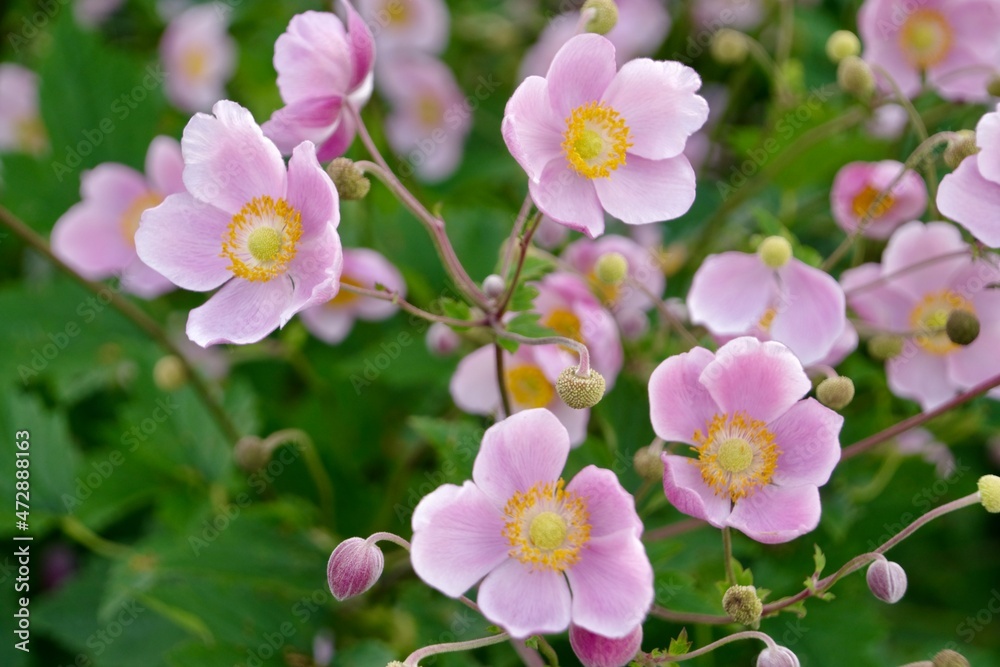 Japanische Anemone Japanische Anemone