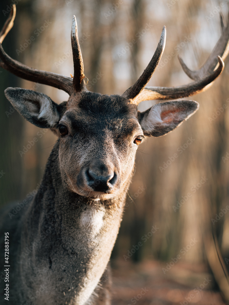 Fototapeta premium deer in the woods, head of deer. 