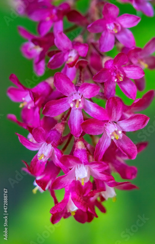 Flowering pink, red Currant blooming. Common to Western United States