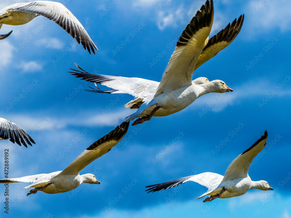 Obraz premium Snow geese flying, Skagit Valley, Washington State.