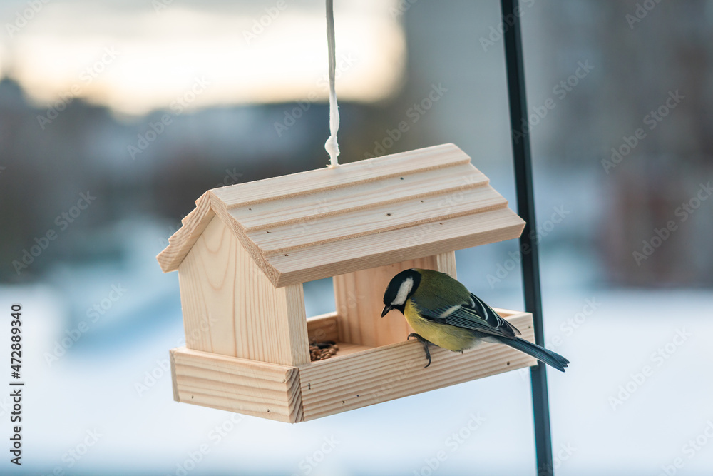 a great tit in a bird feeder located in a house balcony - obrazy, fototapety, plakaty 